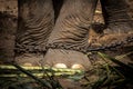 Elephant s foot tied to a chain Royalty Free Stock Photo