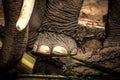 Elephant s foot tied to a chain