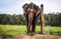 Elephant chained to wooden pilar, Nepal