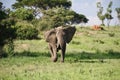 Charging elephant Royalty Free Stock Photo