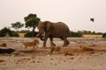 Elephant chasing lions at a waterhole Royalty Free Stock Photo