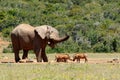 Elephant chasing the warthogs Royalty Free Stock Photo