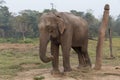 Elephant in Chitwan National Park, Nepal Royalty Free Stock Photo