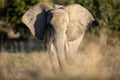 An Elephant in Chobe Royalty Free Stock Photo