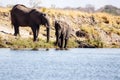Elephant - Chobe River, Botswana, Africa Royalty Free Stock Photo