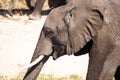 Elephant - Chobe River, Botswana, Africa Royalty Free Stock Photo