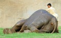 Elephant cleaning Royalty Free Stock Photo