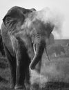 Elephant cleaning