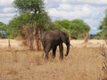 Elephant close-u on Tarangiri safari - Ngorongoro Royalty Free Stock Photo