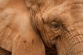 Elephant close up