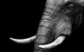 Elephant Close Up Royalty Free Stock Photo