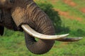 Elephant close up