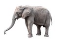 Elephant close up. Big grey walking elephant isolated on white background. Standing elephant full length close up. Royalty Free Stock Photo