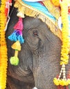 Elephant, close up elephant eye with Thai style flower headdress