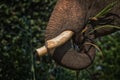 Elephant Close up Royalty Free Stock Photo