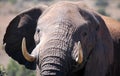 Elephant close-up Royalty Free Stock Photo