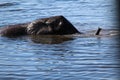 Elephant close-up in the river safari in Chobe National Park