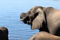 Elephant close-up in the river safari in Chobe National Park