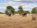 Elephant close-u on Tarangiri safari - Ngorongoro