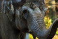 Elephant Closeup