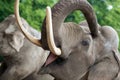 Elephant closeup