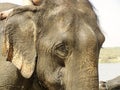 Elephant Closeup