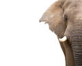 Elephant Closeup Cropped With Copy Space Royalty Free Stock Photo