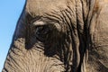 Elephant closeup eye, tusk proboscis. Addo elephants park, South Africa wildlife photoghraphy Royalty Free Stock Photo