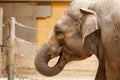Elephant. Royalty Free Stock Photo