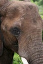 Elephant Closeup in Mapungubwe, Limpopo, SouthAfrica, Wildlife Royalty Free Stock Photo