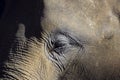 Elephant closeup portrait of eye and face