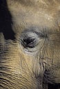 Elephant closeup portrait of eye and face