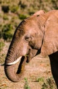 Elephant closeup, tusk proboscis. Addo elephants park, South Africa wildlife photoghraphy