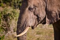 Elephant closeup, tusk proboscis. Addo elephants park, South Africa wildlife photoghraphy Royalty Free Stock Photo