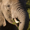 Elephant closeup, tusk proboscis. Addo elephants park, South Africa wildlife photoghraphy Royalty Free Stock Photo