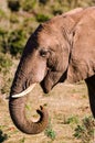 Elephant closeup, tusk proboscis. Addo elephants park, South Africa wildlife photoghraphy Royalty Free Stock Photo