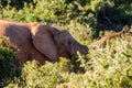 Elephant closeup, tusk proboscis. Addo elephants park, South Africa wildlife photoghraphy Royalty Free Stock Photo