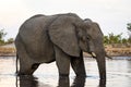 Elephant closeup at a waterhole in Botswana, Africa