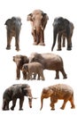 Elephant collection Royalty Free Stock Photo