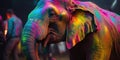 Elephant In Colorful Powder Paint On A Holi Holday