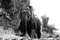 An elephant coming back from the Mekong River at Pak Ou caves along Mekong River