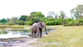 Elephant coming out of water in bush of Okavango Delta, Botswana, Africa.