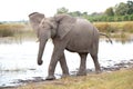 Elephant coming out of water and pricking up ears in bush of Okavango Delta, Botswana, Africa.