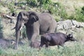 Elephant in comparsion with buffalo,Kruger national park