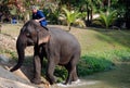 Elephant Conservation Center, Lampang, Thailand