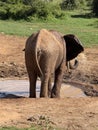 Elephant cool down Royalty Free Stock Photo