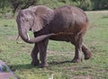Elephant Cooling Off In Lake Manyara, Tanzania