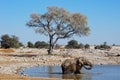 Elephant covered in mud- Etosha National Park