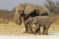 Elephant cow with baby