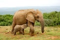Baby elephant suckling mother